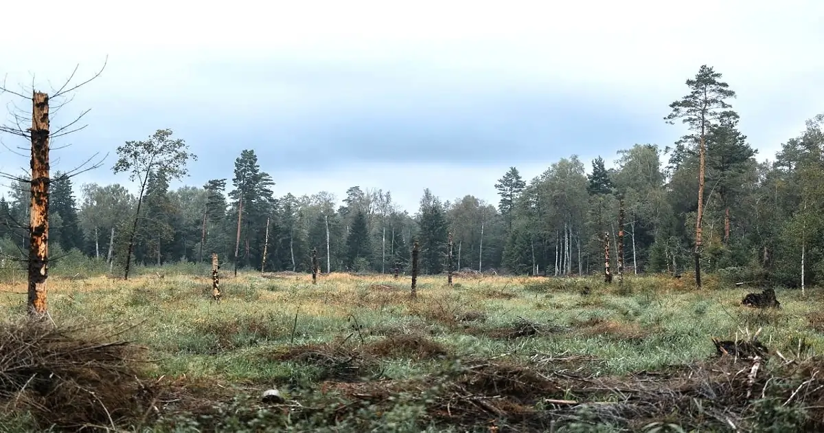 Degraded forest landscape showing habitat loss and environmental stress
