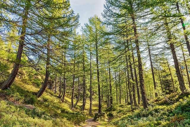 Lush forest landscape, highlighting the Urgency of Forest and Wildlife Conservation