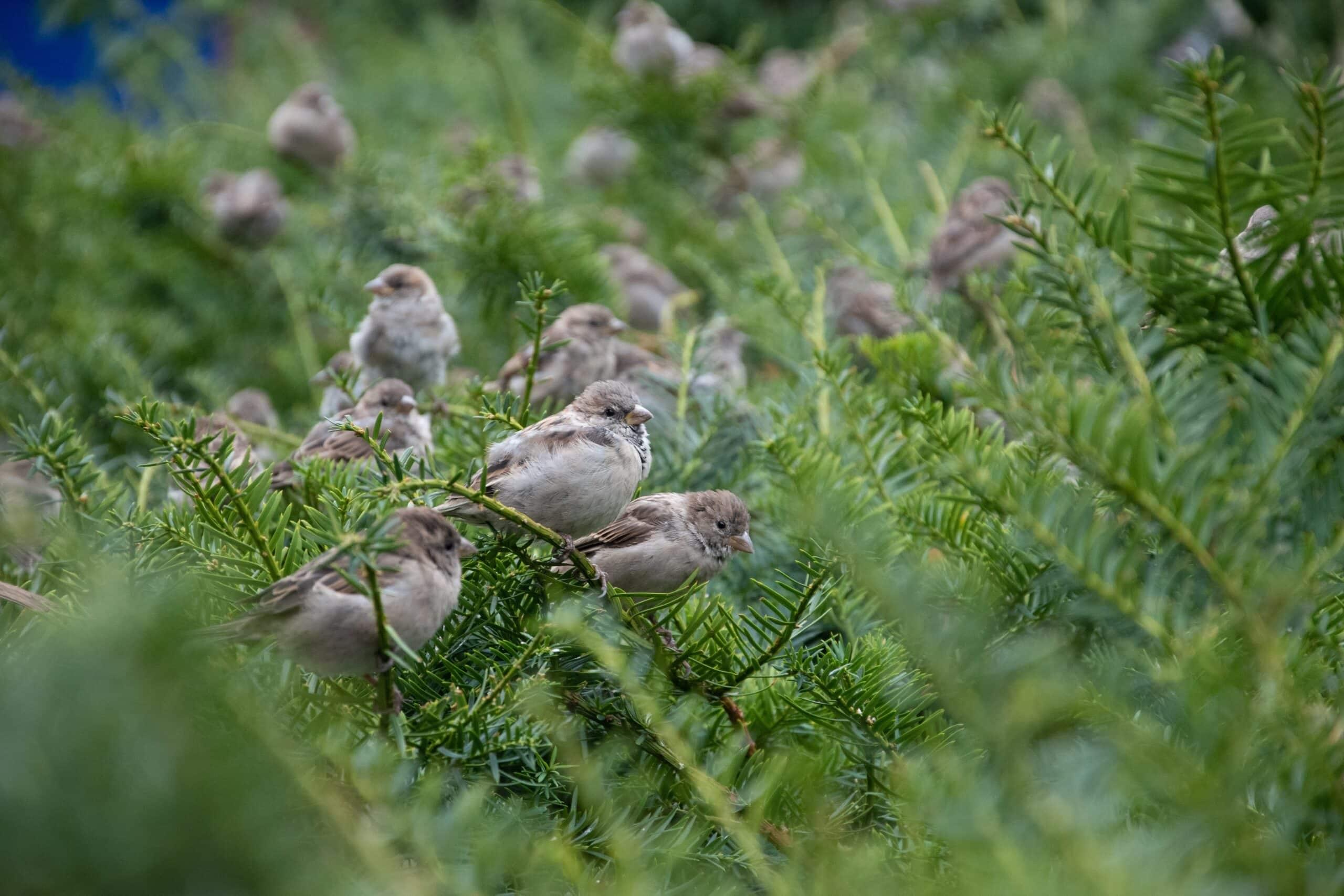 Sparrows perched on plants highlight the Differences between Flora and Fauna in harmonious coexistence