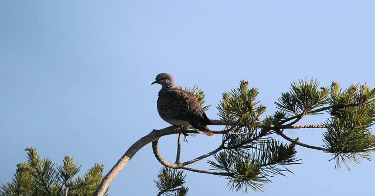 Preserving Biodiversity: A bird perched on a forest tree branch, highlighting the importance of forests
