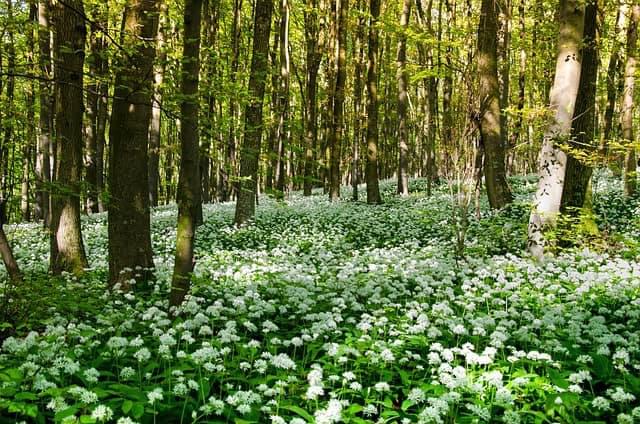Diverse plant species showcasing the importance of plant diversity and conservation in ecosystems