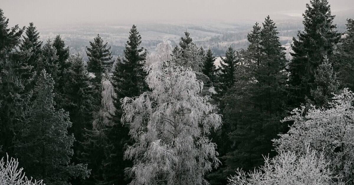 Coniferous Forest in India with towering Deodars, Pines, and Spruces under a clear sky