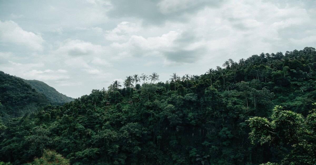 A vibrant tropical rainforest of India, showcasing lush greenery and diverse wildlife