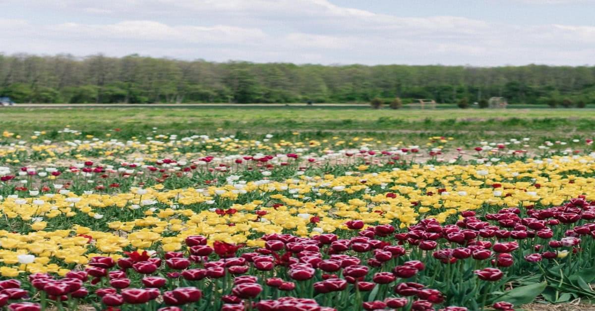 Vibrant tulips bloom in the scenic Tulip Flower Garden in Srinagar, Kashmir