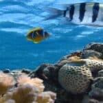 Marine ecosystem illustrating diversity of marine life. Freshwater vs Marine Ecosystems Comparison