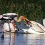 Diversity of Indian Wildlife in Rich Biodiversity of India