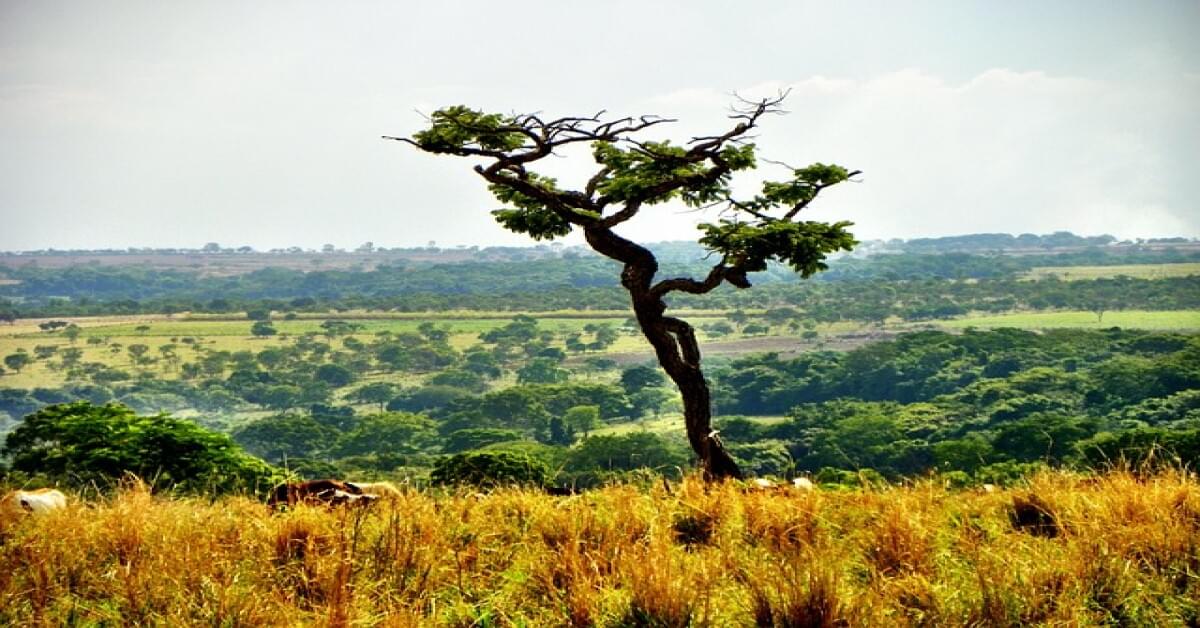 Image illustrating the Difference Between Biome and Ecosystem