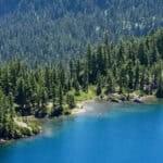 Lush evergreen forest showcasing the diversity of evergreen forest trees