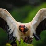 King Vulture showcasing the diversity of Amazon Forest birds