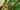 Squirrel in a tropical deciduous forest