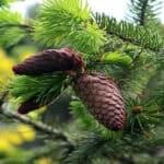A variety of gymnosperm trees with cones in a forest setting