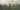 Lush green tropical forest in India with dense tree canopy