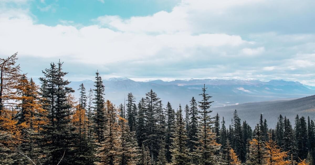 A dense, green coniferous forest with tall trees under cloudy sky