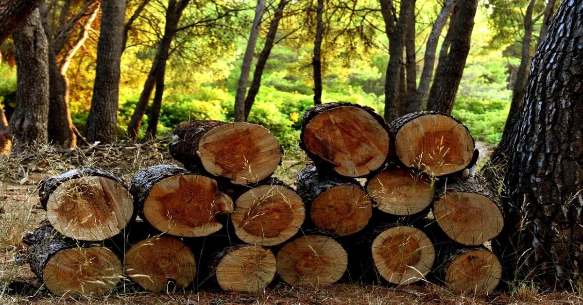 Stacked timber logs representing the importance of forest resources for economic growth.