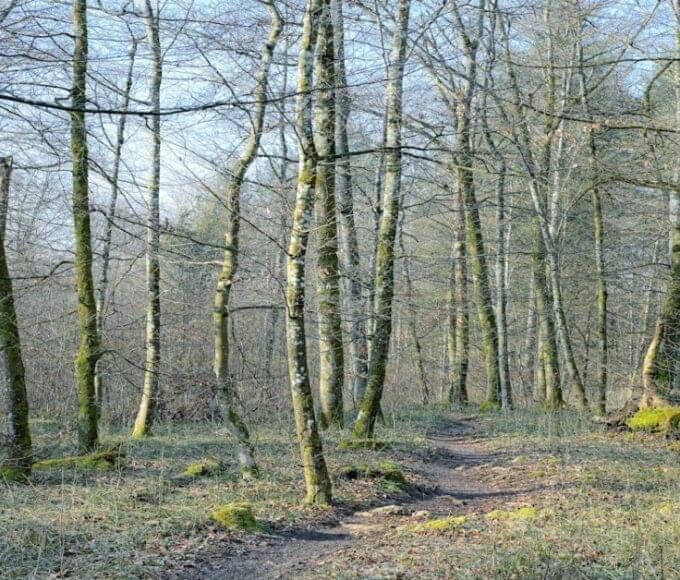 A scenic view of a tropical dry deciduous forest during the dry season with sparse trees.