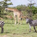 A group of diverse animals in their natural habitat symbolizing wildlife diversity.