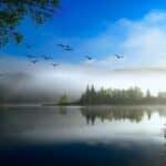 Plants, birds, and water showcasing the diversity of life in a biotic environment.