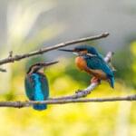 Kingfisher birds perched on a tree branch displaying unique traits of different bird species.