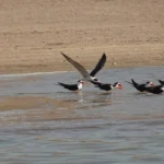 The Indian Skimmer, a vulnerable waterbird, reflects the threats facing India’s riverine ecosystems.