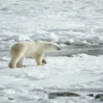 Polar bear strolling across Arctic ice, showcasing traits of survival in extreme cold.