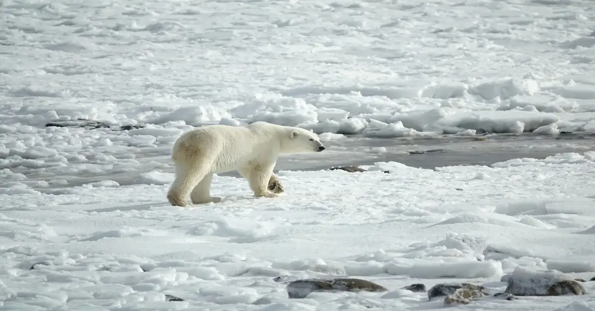 Polar bear strolling across Arctic ice, showcasing traits of survival in extreme cold.