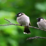 Nightingale birds perched on a tree branch, symbolizing the diversity of bird species found worldwide.