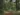 Dense green forest with tall trees and rich vegetation, highlighting the vital role of forests in nature.