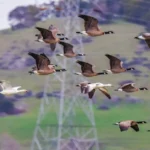 Flock of migratory birds flying across the sky during seasonal migration.