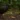 Nicobar Megapode standing in its natural habitat, surrounded by dense coastal vegetation.