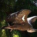 California Condor perched in native habitat showing its massive size