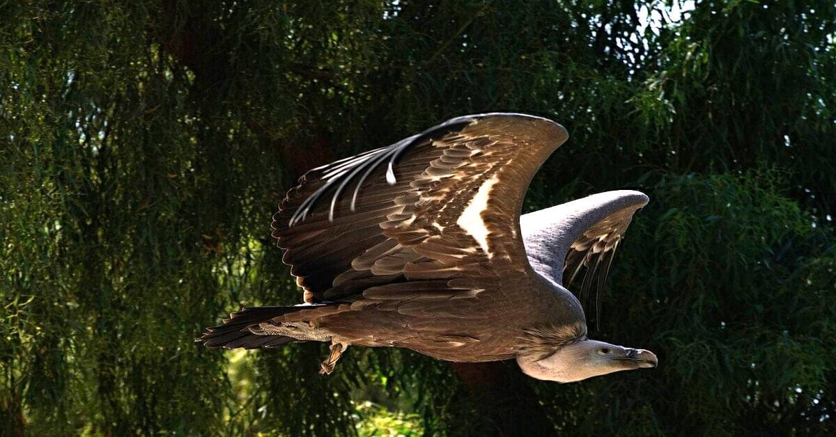 California Condor perched in native habitat showing its massive size