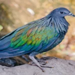 A Nicobar Pigeon displaying its vibrant iridescent feathers with a distinctive gray head and red legs.