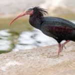 Northern Bald Ibis standing on rocky cliff in semi-arid habitat during daylight
