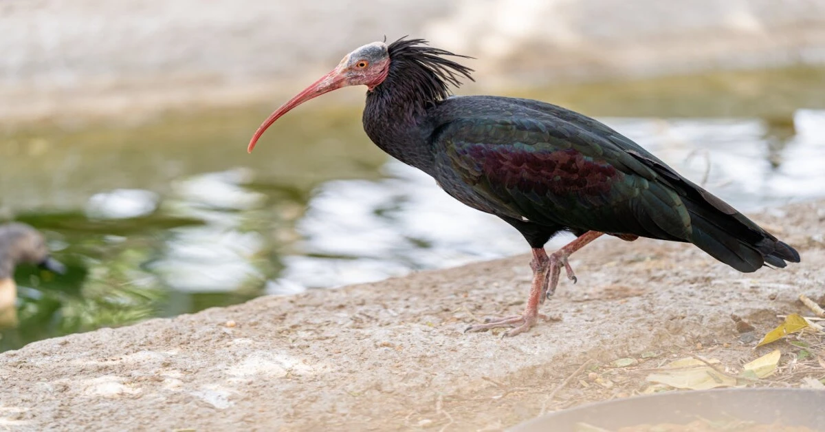 Northern Bald Ibis standing on rocky cliff in semi-arid habitat during daylight