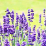 Blooming lavender plants with woody stems, ideal for highlighting core differences between herbs and shrubs.
