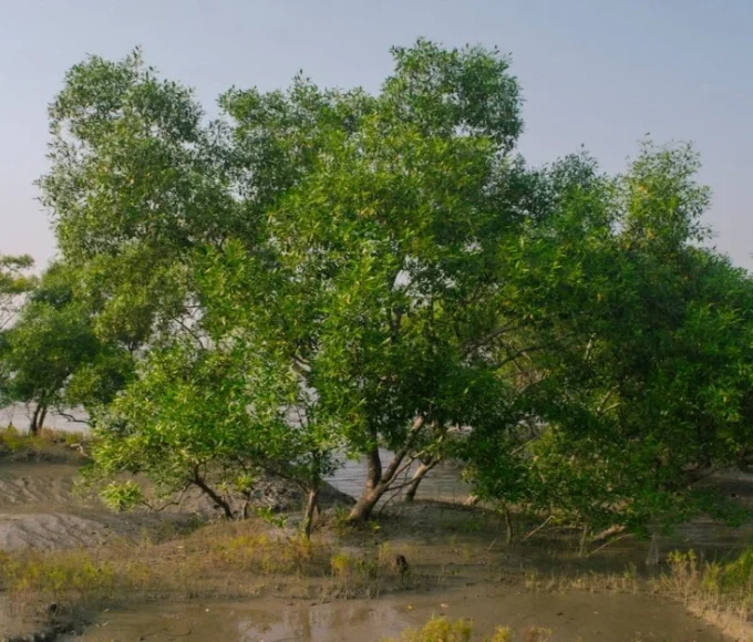 Ganges delta mangrove – Largest Mangrove Forest in India, supporting biodiversity and coastal ecology.