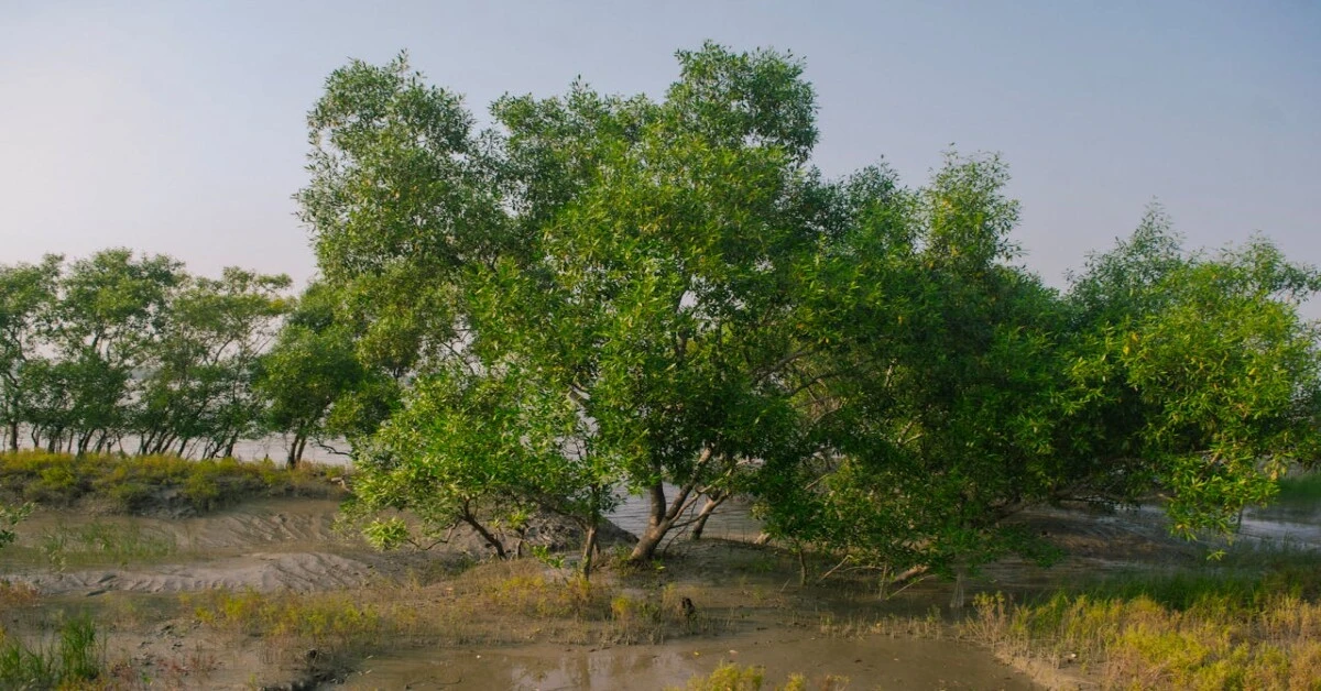 Ganges delta mangrove – Largest Mangrove Forest in India, supporting biodiversity and coastal ecology.