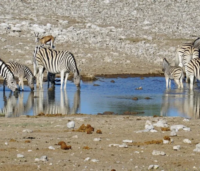 Animals in a natural habitat symbolizing in situ and ex situ biodiversity conservation approaches