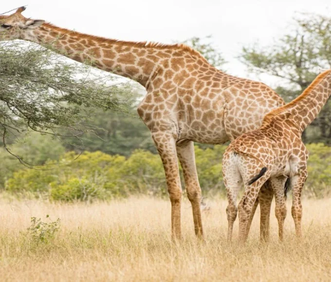 Wild giraffe feeding on acacia leaves in open savanna, reflecting Global Wildlife Diversity and Its Significance
