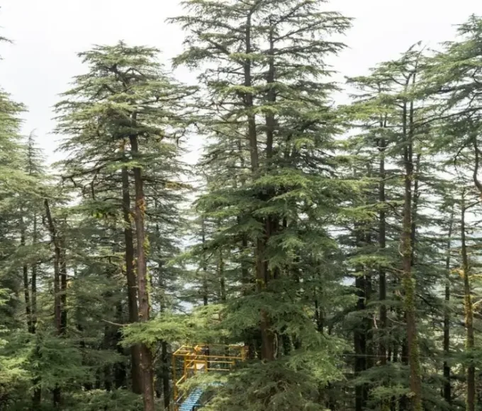 Tall cedar tree with layered branches showing natural form linked to cedar tree characteristics and habitat.