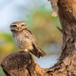 Learn about Rare Forest Owlet perched on a branch, highlighting its distinct features and natural surroundings.