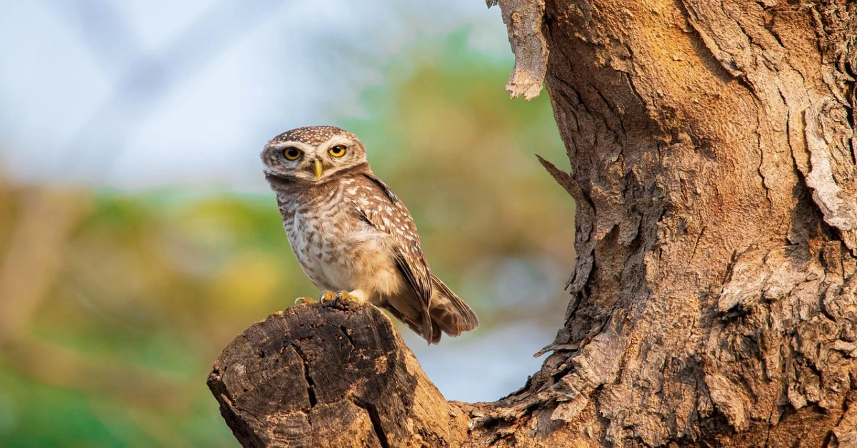 Learn about Rare Forest Owlet perched on a branch, highlighting its distinct features and natural surroundings.