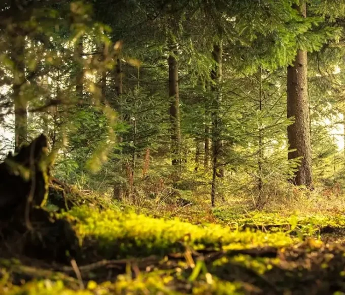 Forests and their importance shown through a healthy forest ecosystem with layered trees and natural sunlight.