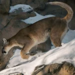 Mountain Lion on rocky mountain terrain in its natural high-elevation habitat