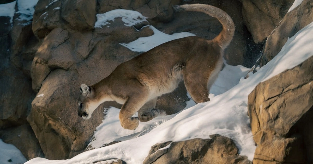 Mountain Lion on rocky mountain terrain in its natural high-elevation habitat